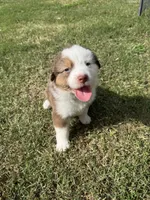 Millie, a female Australian Shepherd for sale in Dayton, TX – 1 of 4