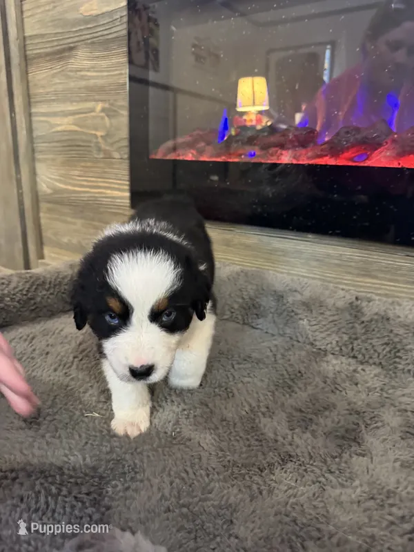Cash – Australian Shepherd puppy for sale in Dayton, TX