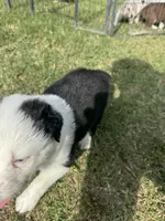Kenny, a male Australian Shepherd for sale in Dayton, TX – 2 of 4