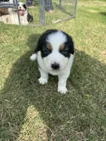 Riley, a male Australian Shepherd for sale in Dayton, TX – 4 of 5