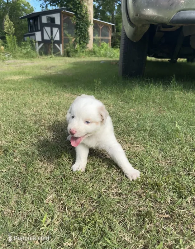 Ella – Australian Shepherd puppy for sale in Dayton, TX