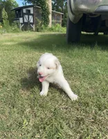 Ella, a female Australian Shepherd for sale in Dayton, TX – 1 of 5