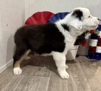 Kenny, ASDR, a male Australian Shepherd for sale in Dayton, TX – 3 of 8