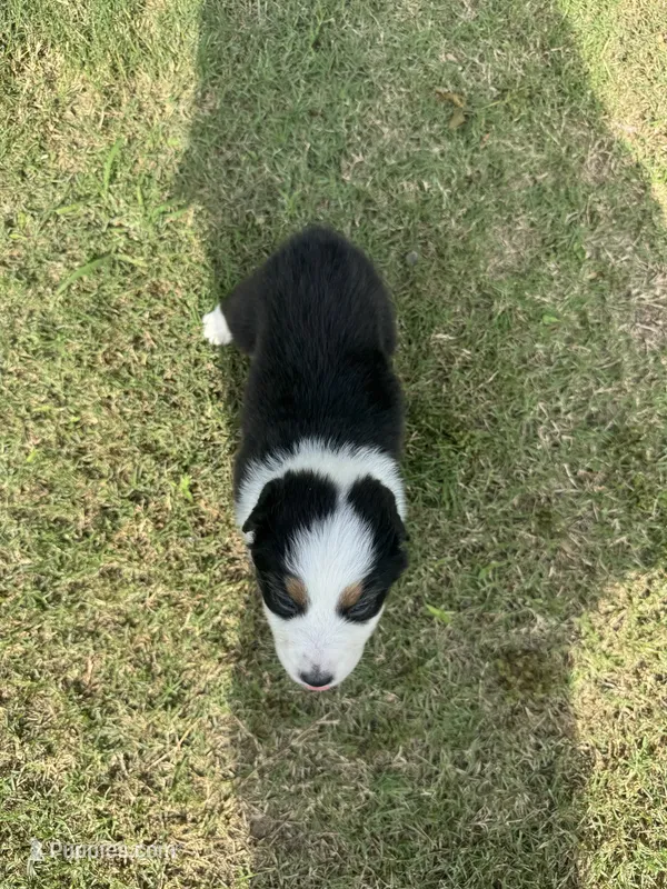 Riley – Australian Shepherd puppy for sale in Dayton, TX