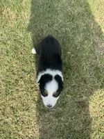 Riley, a male Australian Shepherd for sale in Dayton, TX – 1 of 5