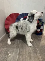 Lulu, ASDR, a female Australian Shepherd for sale in Dayton, TX – 3 of 8