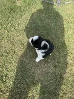 Cash, a male Australian Shepherd for sale in Dayton, TX – 6 of 6