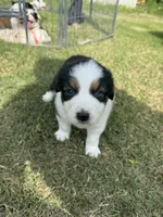 Riley, a male Australian Shepherd for sale in Dayton, TX – 3 of 5