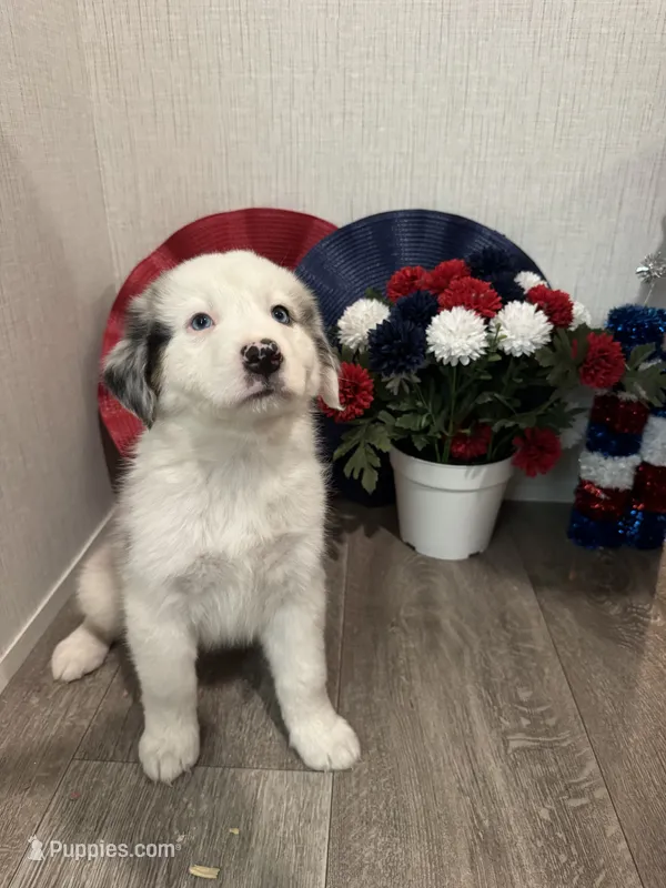 Lulu, ASDR – Australian Shepherd puppy for sale in Dayton, TX
