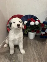 Lulu, ASDR, a female Australian Shepherd for sale in Dayton, TX – 1 of 8