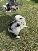 Lulu, a female Australian Shepherd for sale in Dayton, TX – 4 of 5