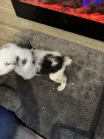 Lulu, a female Australian Shepherd for sale in Dayton, TX – 5 of 6