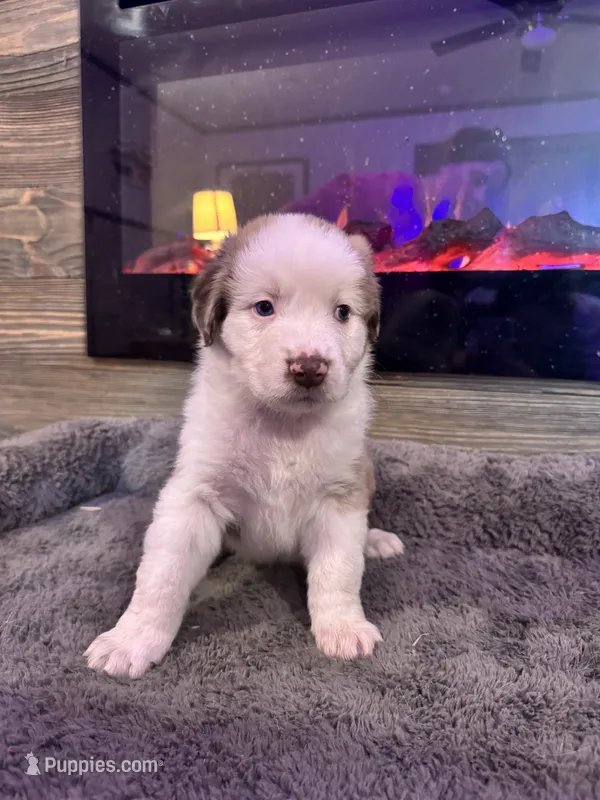 Beauty – Australian Shepherd puppy for sale in Dayton, TX