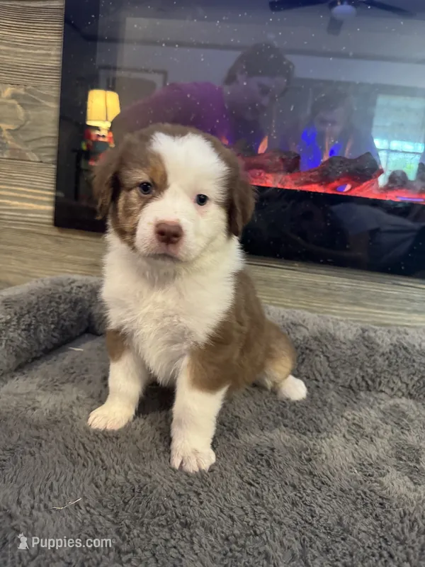 Millie – Australian Shepherd puppy for sale in Dayton, TX