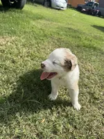 Beauty, a female Australian Shepherd for sale in Dayton, TX – 3 of 4