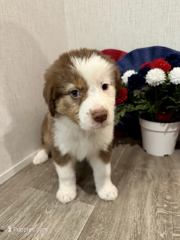 Millie, ASDR – Australian Shepherd puppy for sale in Dayton, TX