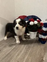 Riley, ASDR, a male Australian Shepherd for sale in Dayton, TX – 2 of 7