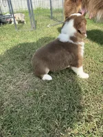 Millie, a female Australian Shepherd for sale in Dayton, TX – 4 of 4