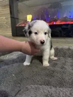 Lulu, a female Australian Shepherd for sale in Dayton, TX – 4 of 6