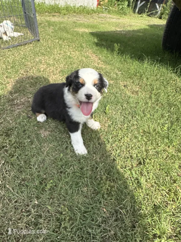 Hank – Australian Shepherd puppy for sale in Dayton, TX
