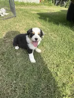 Hank, a male Australian Shepherd for sale in Dayton, TX – 1 of 4