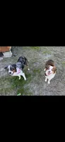 Beauty, ASDR, a female Australian Shepherd for sale in Dayton, TX – 6 of 8