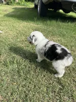Lulu, a female Australian Shepherd for sale in Dayton, TX – 5 of 5
