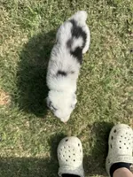 Lulu, a female Australian Shepherd for sale in Dayton, TX – 3 of 5