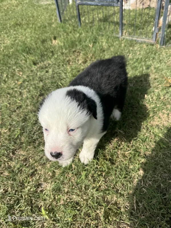 Kenny – Australian Shepherd puppy for sale in Dayton, TX