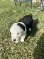 Kenny, a male Australian Shepherd for sale in Dayton, TX – 1 of 4
