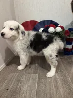 Lulu, ASDR, a female Australian Shepherd for sale in Dayton, TX – 2 of 8