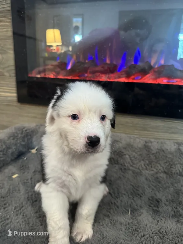 Kenny – Australian Shepherd puppy for sale in Dayton, TX