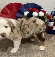 Beauty, ASDR, a female Australian Shepherd for sale in Dayton, TX – 3 of 8