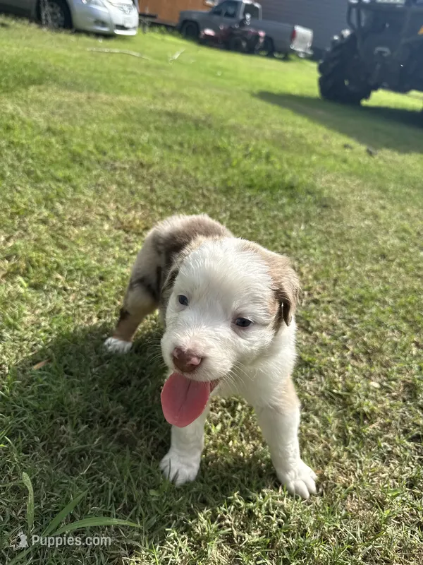 Beauty – Australian Shepherd puppy for sale in Dayton, TX