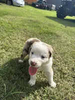 Beauty, a female Australian Shepherd for sale in Dayton, TX – 1 of 4