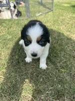 Riley, a male Australian Shepherd for sale in Dayton, TX – 2 of 5
