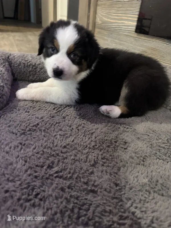 Riley – Australian Shepherd puppy for sale in Dayton, TX