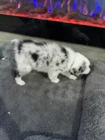 Lulu, a female Australian Shepherd for sale in Dayton, TX – 6 of 6