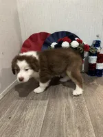 Millie, ASDR, a female Australian Shepherd for sale in Dayton, TX – 3 of 8