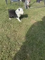 Kenny, a male Australian Shepherd for sale in Dayton, TX – 4 of 4