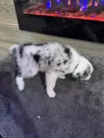 Lulu, a female Australian Shepherd for sale in Dayton, TX – 3 of 6