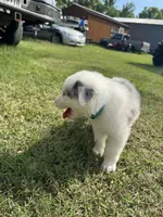 Lulu, a female Australian Shepherd for sale in Dayton, TX – 2 of 5