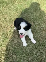Cash, a male Australian Shepherd for sale in Dayton, TX – 3 of 6