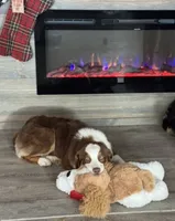 Lulu, ASDR, a female Australian Shepherd for sale in Dayton, TX – 4 of 8