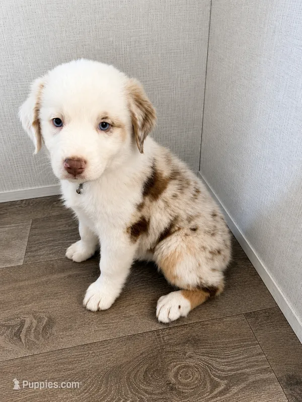 Ella, ASDR – Australian Shepherd puppy for sale in Dayton, TX