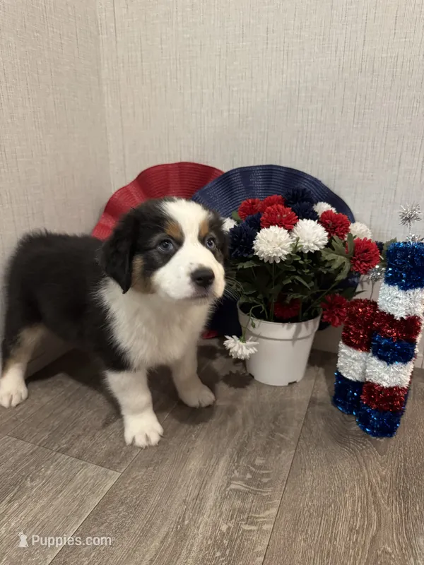 Riley, ASDR – Australian Shepherd puppy for sale in Dayton, TX