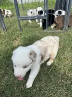 Ella, a female Australian Shepherd for sale in Dayton, TX – 4 of 5
