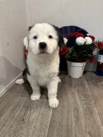 Kenny, ASDR, a male Australian Shepherd for sale in Dayton, TX – 1 of 8