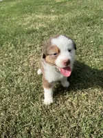 Millie, a female Australian Shepherd for sale in Dayton, TX – 2 of 4