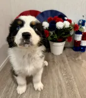 Cash, ASDR, a male Australian Shepherd for sale in Dayton, TX – 1 of 8
